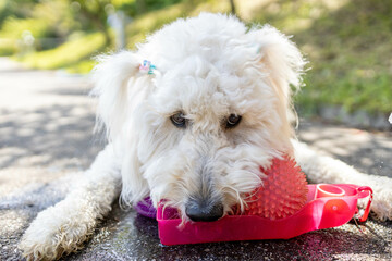 水を飲む犬ゴールデンドゥードル