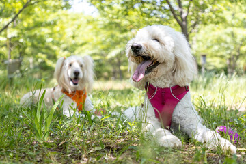 休憩しているゴールデンドゥードル