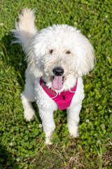 ゴールデンドゥードル犬