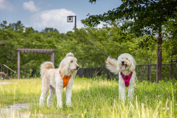 公園で立っている二頭のゴールデンドゥードル
