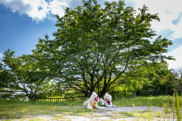 公園で休む二頭のゴールデンドゥードル