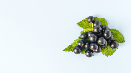 Black currant berries close-up on a green leaf of a currant bush.