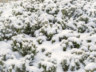 Green young pine trees covered in white snow.