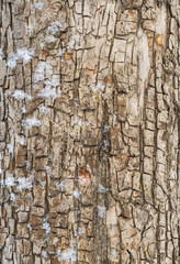 The texture of the bark of an old apple tree with snow in winter