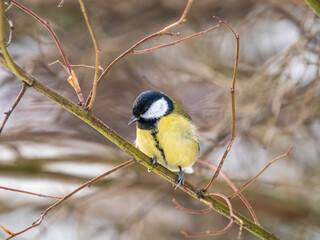 Cute bird Great tit, songbird sitting on a branch without leaves in the autumn or winter.