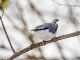 Eurasian nuthatch or wood nuthatch, lat. Sitta europaea, sitting on a tree branch with a blurred background.