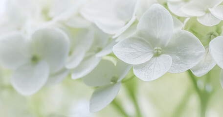 Fototapeta na wymiar Background from white Hydrangea flowers. Hortensia in bloom.