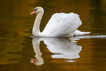 Schwan © Uwe