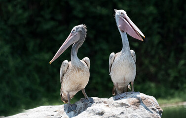 Pelicans on the shore 