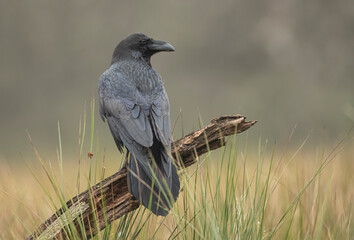 Raven ( Corvus corax ) close up © Piotr Krzeslak