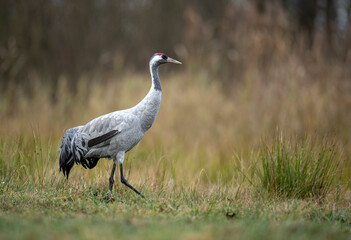 Common crane bird ( Grus grus )