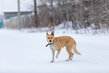 Ginger with white spots dog in collar in winter raises its paw on rural background. Stray dog froze in winter. Animal protection theme.