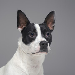 Portrait of isolated on gray purebred boston terrier dog