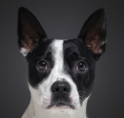 Headshot of purebred boston terrier dog against gray background