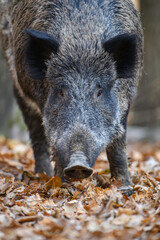 Portrait male Wild boar in autumn forest