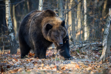 Fototapeta premium Bear in autumn forest. Ursus arctos, fall colours. Dangerous animal in natural habitat