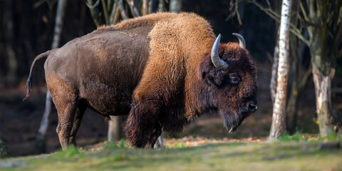 Wild adult Bison in the autumn forest. Wildlife scene from spring nature © byrdyak