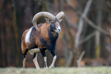 Big mouflon animal. Ovis gmelini, forest horned animal in nature habitat