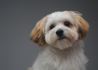 Naklejka na ściany i meble Portrait of cute fluffy doggy yorkshire terrier breed