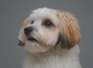 Purebred miniature doggy with white fur against gray background