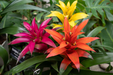A plant with colorful leaves.