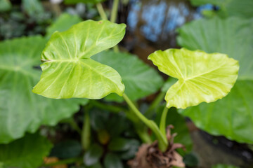 Fototapeta na wymiar A plant with fresh green leaves.