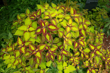 Plants with leaves that combine light green and red.