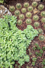 Plants of the cactus family.