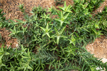 A type of cactus with star-shaped leaves.