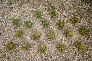 A group of small cactus.