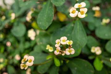 A green plant with small flowers.