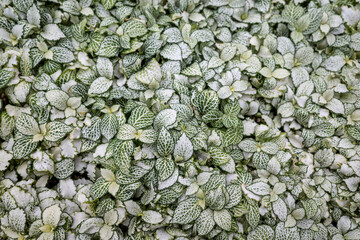 A plant made of white and green leaves.