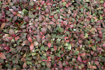 Plants with pink and green leaves.