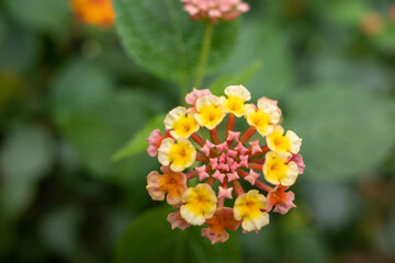 A plant where small flowers gather and form a big flower.