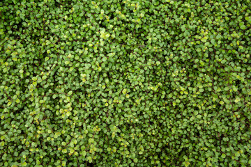 Small green-leaved plants that are good to use as a background.