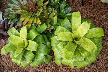 A plant with pretty green leaves.