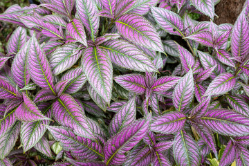 A plant with leaves mixed with purple and green.