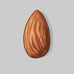 illustration vector graphic an almond