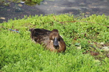 duck in the grass, William Hawrelak Park, Edmonton, Alberta