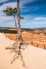 A tree survinvg in the sparse Bryce Canyon landscape