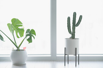 Pot de plante Monstera et pot de plante de cactus près de la fenêtre.