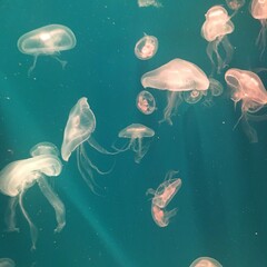 Jellyfish in UAE