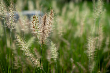 Grass flower in the field grass.