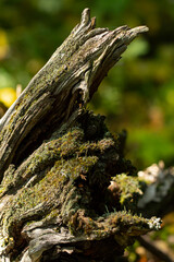 Beautiful old deadwood in the autumn forest, selective focus, close-up, vertical frame.