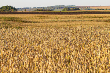 Field landscape with ears of ripe wheat, selective focus.