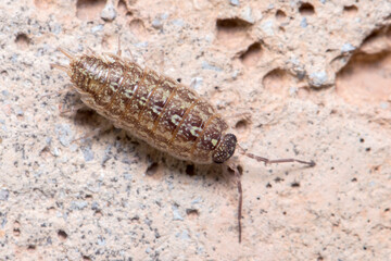 Acaeroplastes melanurus isopod climbing a concrete wall under the sun. High quality photo