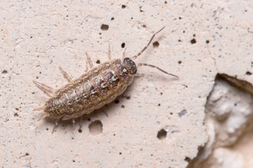 Acaeroplastes melanurus isopod climbing a concrete wall under the sun. High quality photo
