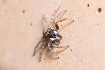 Male Menemerus semilimbatus spider posed on a wall waiting for preys. High quality photo