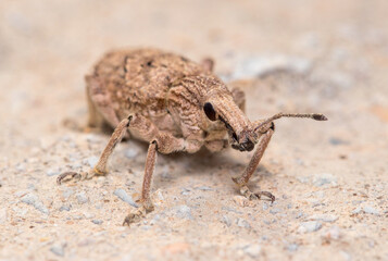 Rhytideres plicatus weevil walking on a rock under the sun. High quality photo