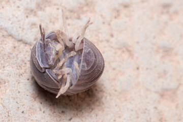 Roly poly bug, Armadillidium vulgare, trying to get on his feet again. High quality photo